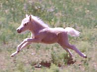 Send A Virtual Gift Horse