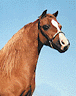 Virtual Halter Horse