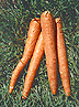  Virtual Carrots
