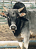 A Lot Of bull