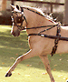 Virtual Driving Horse