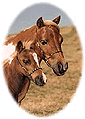 Dam and Foal All Occasion Card