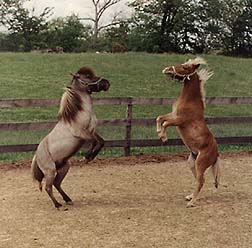Honorable Mention Horses dancing