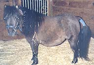 mare before giving birth, tail wrapped