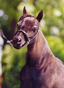 National Show sale horse