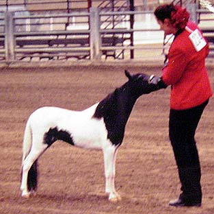 National Show sale horse